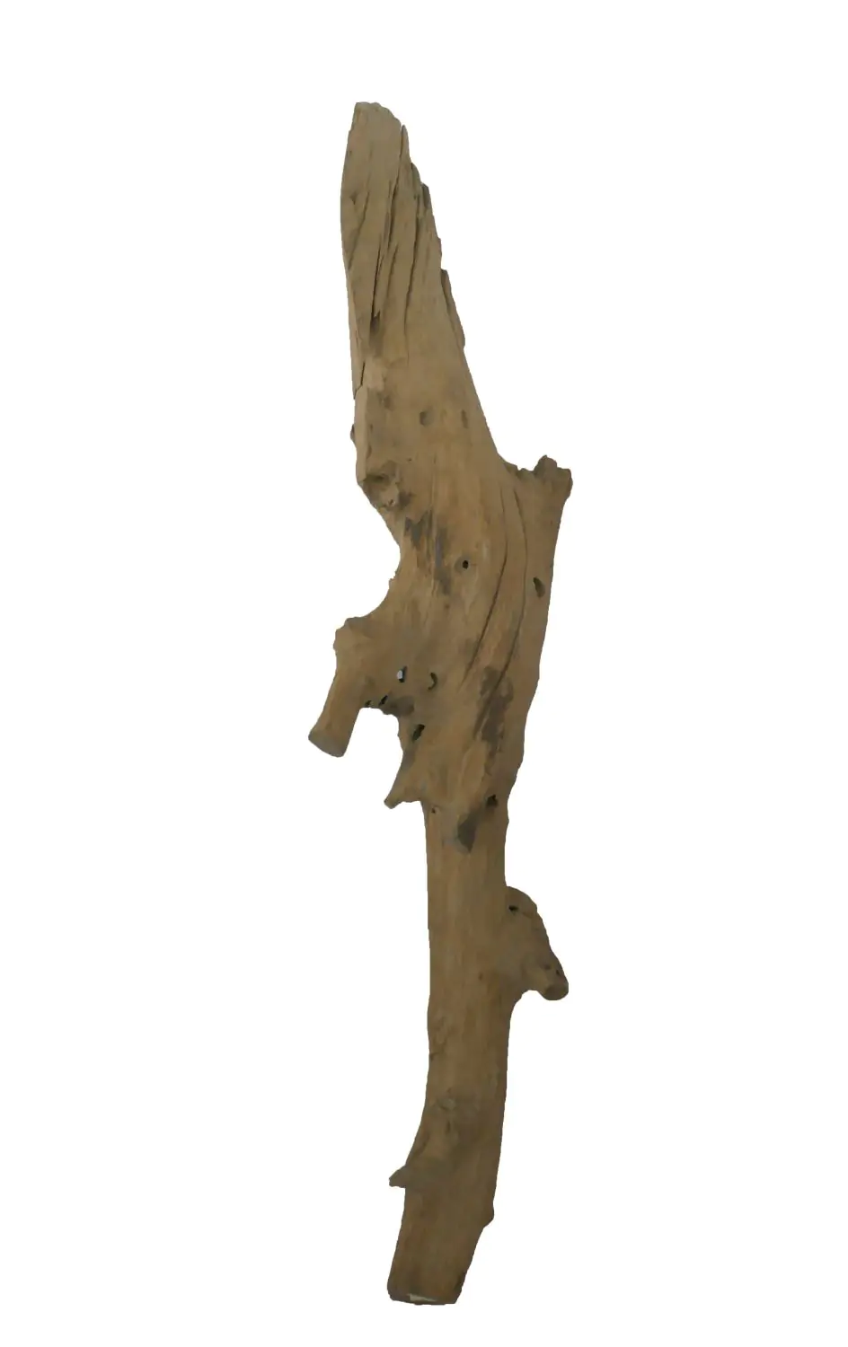  Product image 2 of the product “Root made of teak wood, around 175 - 195 cm Height. May vary shapes. ”
